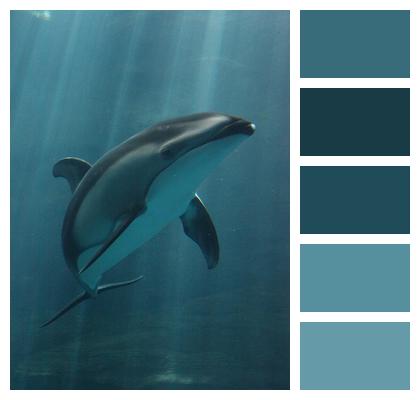 Dolphin Sea Animal Image