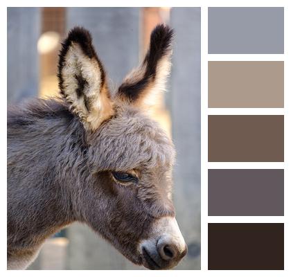 Horse Donkey Infant Image