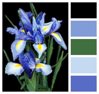 Blue Dutch Iris Image