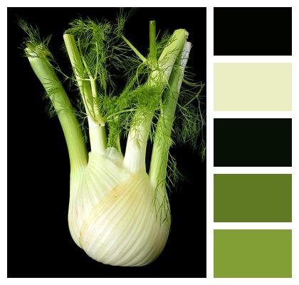 Healthy Fennel Vegetable Image