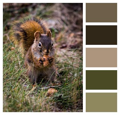 Foraging Squirrel Rodent Image