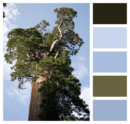 Nature California Sequoia Image