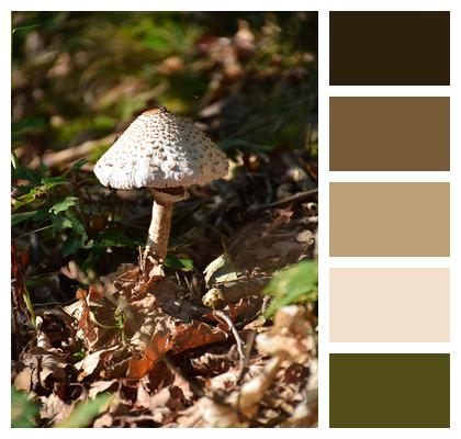 Mushroom Nature Forest Image