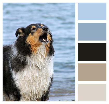 Collie Dog Water Image
