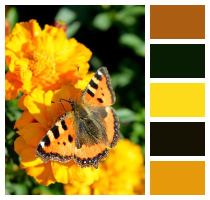 Tagetes Butterflies Butterfly Image
