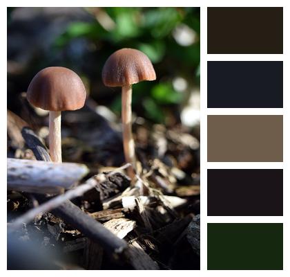 Nature Mushrooms Forest Image