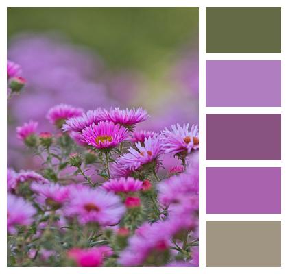 Asters Pink Bright Image