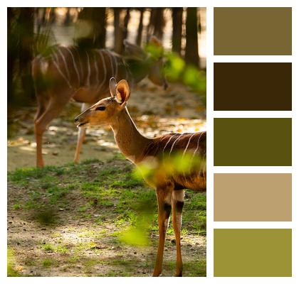 Wildlife Forest Nyala Image