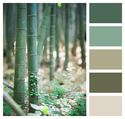 Landscape Emotion Bamboo Image