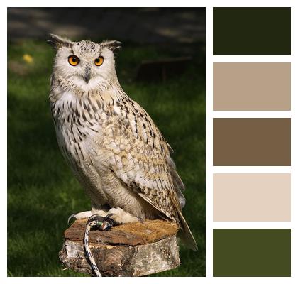 Bird Owl Animal Image