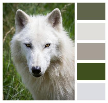 White Portrait Wolf Image