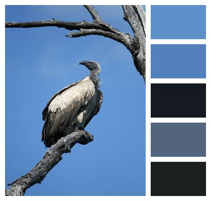 Vulture Bird Wildlife Image