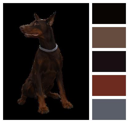 Doberman Dog Animal Image