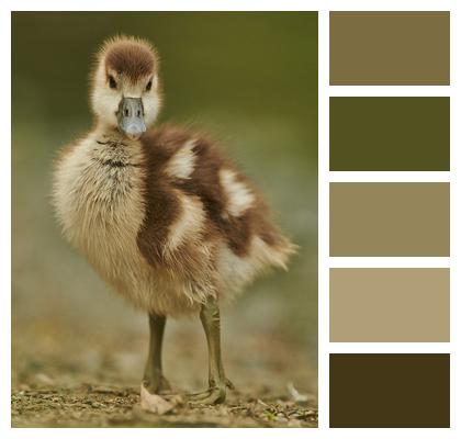 Gosling Bird Animal Image