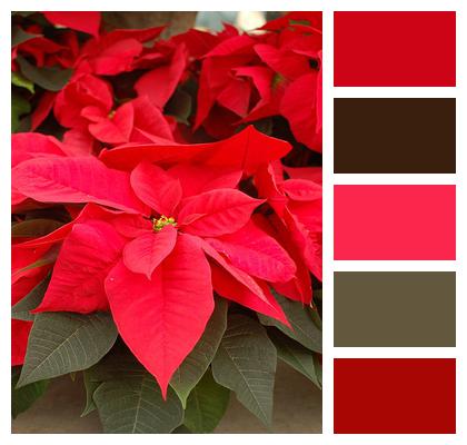 Flowers Poinsettia Red Image