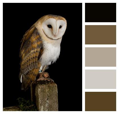Animal Bird Owl Image