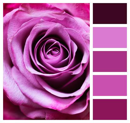 Pink Noble Rose Image