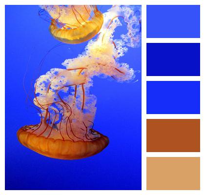 Underwater Animals Jellyfish Image