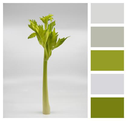 Vegetable Celery Stalk Image
