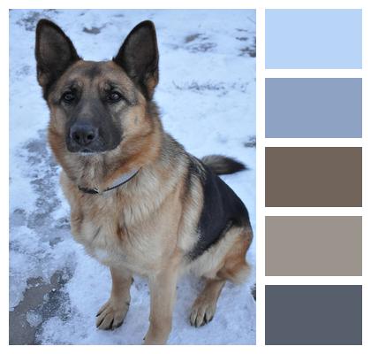 German Shepherd Snow Nature Shepherd Image