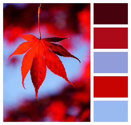 Autumn Maple Leaf Image