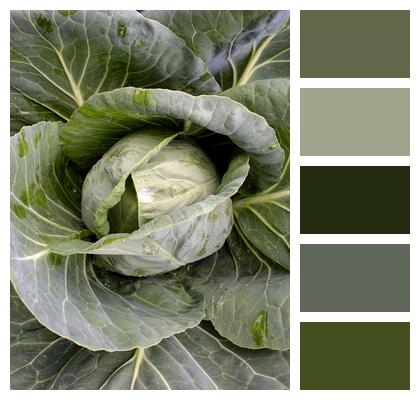 Cabbage Food Vegetable Image