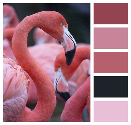 Pink Bird Flamingo Image