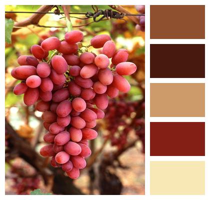 Seedless Crimson Vine Image