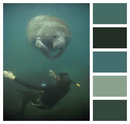 Fauna Marine Manatee Image