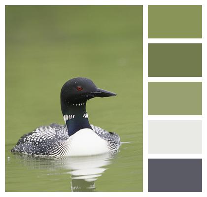 Loon Waterbird Bird Image
