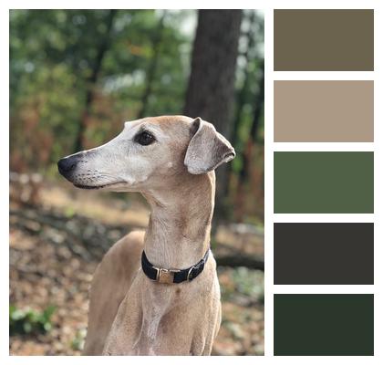 Greyhound Azawakh Dog Image