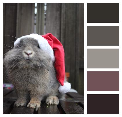 Christmas Holidays Bunny Image