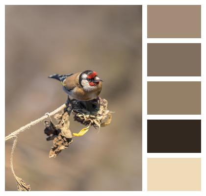 Goldfinch Nature Bird Image