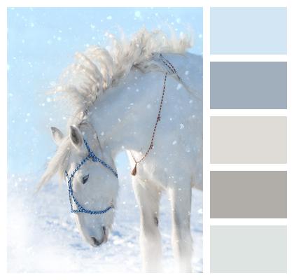 Snow Animal Horse Image