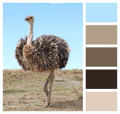 Ostrich Strauss Bird Image