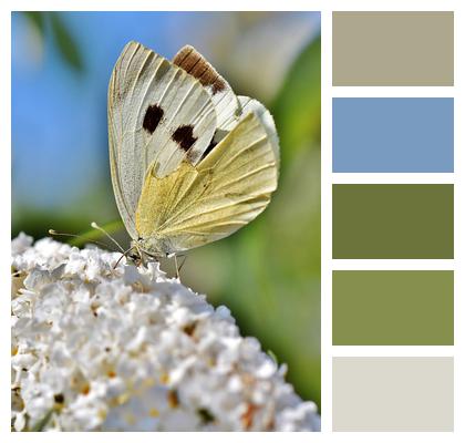 Insect White Butterfly Image