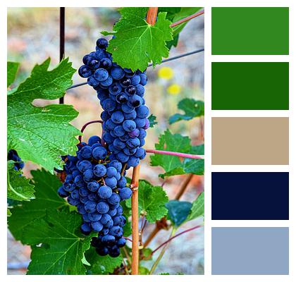 Vine Wine Grapes Image