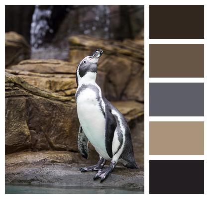 Animal Bird Penguin Image