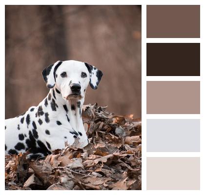 Dog Dalmatian Animal Image