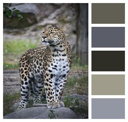 Cat Zoo Leopard Image