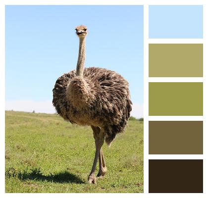 Bird Ostrich Africa Image