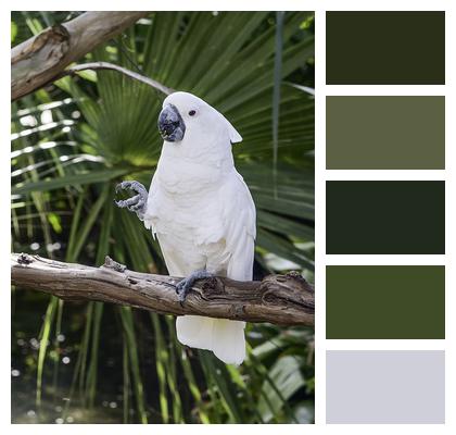 Bird Parrot Perched Image