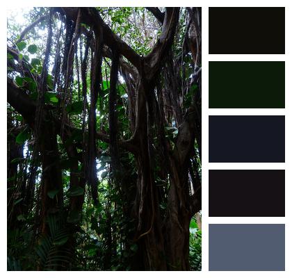 Lianas Nature Jungle Image