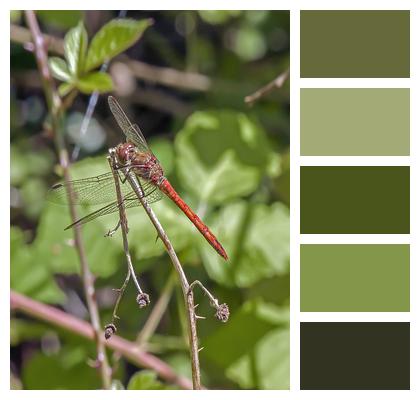 Ruddy Darter Dragonfly Red Image