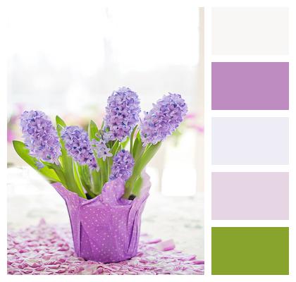 Hyacinth Purple Pastel Image