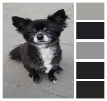 Dog Small Chihuahua Image