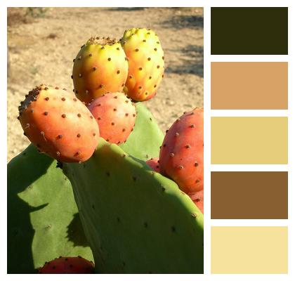 Fruit Cactus Plant Image
