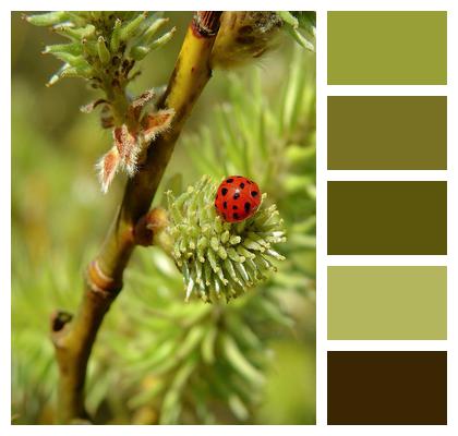 Forest Tree Ladybug Image