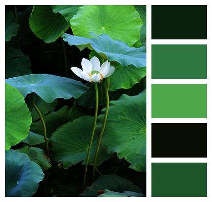 Plant Pond Lotus Image
