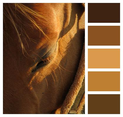 Fur Hair Mane Eyelashes Image